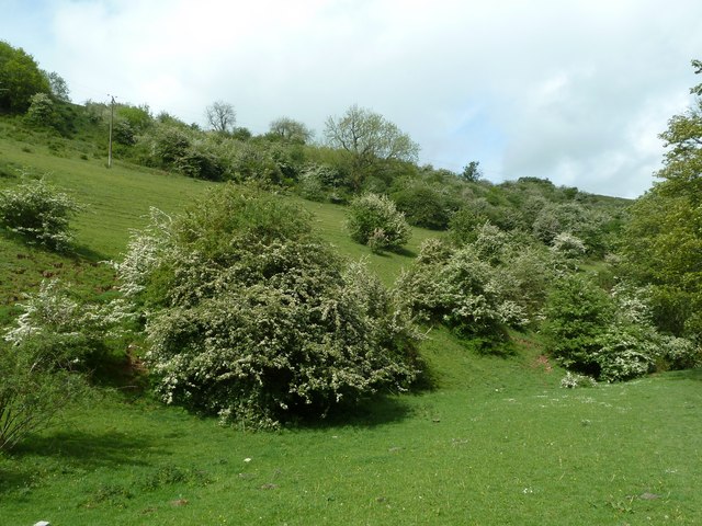 Bank of blossoming hawthorn bushes