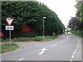 Rampant conifers, Oakington