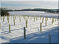 Saplings in the snow near Home Farm