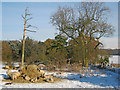 Jacobs Sheep at Home Farm