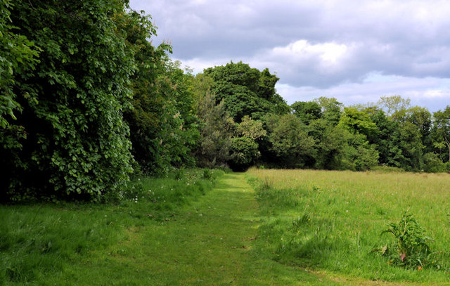 Field and trees, Crawfordsburn Country Park (4)