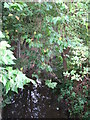 The Quaggy River south of Winn Road, SE12