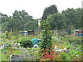 Exford Road Allotments (2)