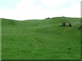 Grassland, Sunnylaw