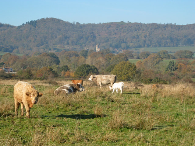 Cattle on Castlemorton Common - 2