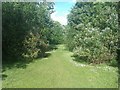 Path between houses on Shannon Way