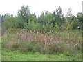 Pond by the Quaggy River at the northwest corner of Chinbrook Meadows