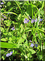 Germander Speedwell (Veronica chamaedrys)