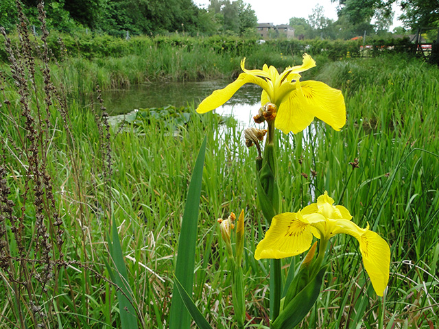 Yellow Flag Irises near Cow Tower, Norwich