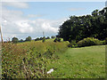 Hedge, field and wood