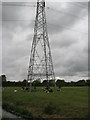 Pylon with cows near Poplar Farm