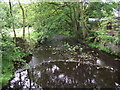 Bradshaw Brook at Turton Bottoms