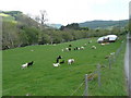 Sheep beside the River Lyon