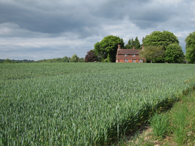 Crop field off Hawkhurst Lane