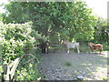 A welcome shady corner in this pony paddock in Summer Lane