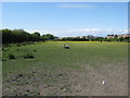 Equestrian grazing paddock beside Churchland Way