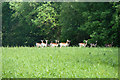 Fallow deer near Soil Gill