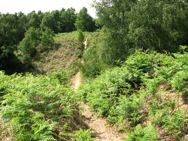 Sandy path through Herringfleet Hills