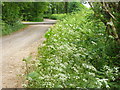 Bridleway near Medstead