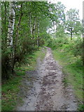 SU8421 : Bridleway, Iping Common by Maigheach-gheal