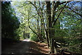 Greensand Way, West Heath, Limpsfield Common