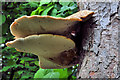 J2865 : Fungus, Hilden by Albert Bridge