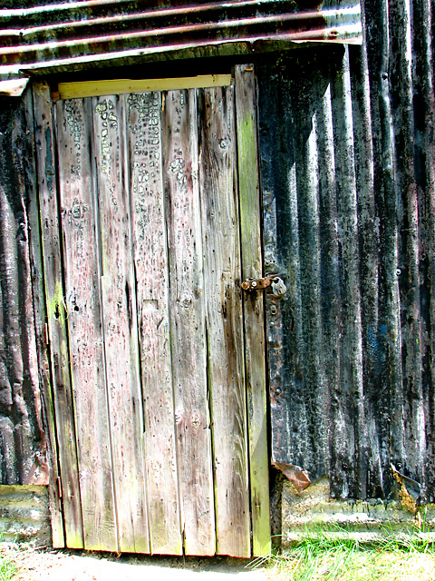 Weathered old shed door, Waveney Forest