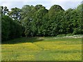 SU4622 : Footpath through field of buttercups, Brambridge by David Martin