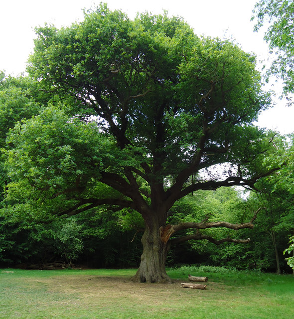 Grimston's Oak, Epping Forest