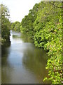 The River Tamar above Horsebridge