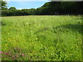 Hay meadow at Downgate