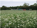 TL2676 : Grass meadow and sewage farm by Michael Trolove