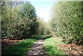 Greensand Way , Limpsfield Common