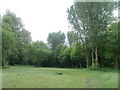 Semicircle of trees in a recreation area, Pontnewynydd