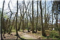 TQ3764 : Spring Park Wood by N Chadwick