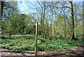 TQ3764 : LOOP in Spring Park Wood by N Chadwick