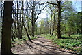 TQ3764 : LOOP, Spring Park Wood by N Chadwick