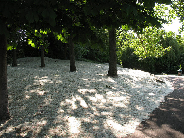 Fallen blossom in Folkestone Gardens