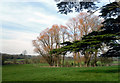 Trees in Wheatfield Park