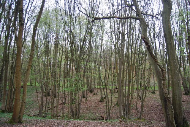 Coppiced trees, Tittlesfold Copse