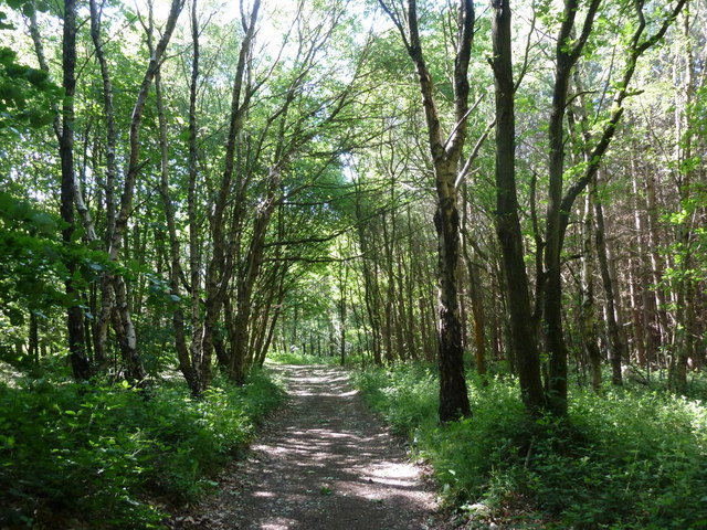 Woodland track, Monk Wood © Andrew Hill cc-by-sa/2.0 :: Geograph ...