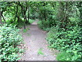 Footpath in Westwood Woodland Park