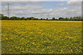 Field of buttercups