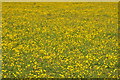 Field of buttercups