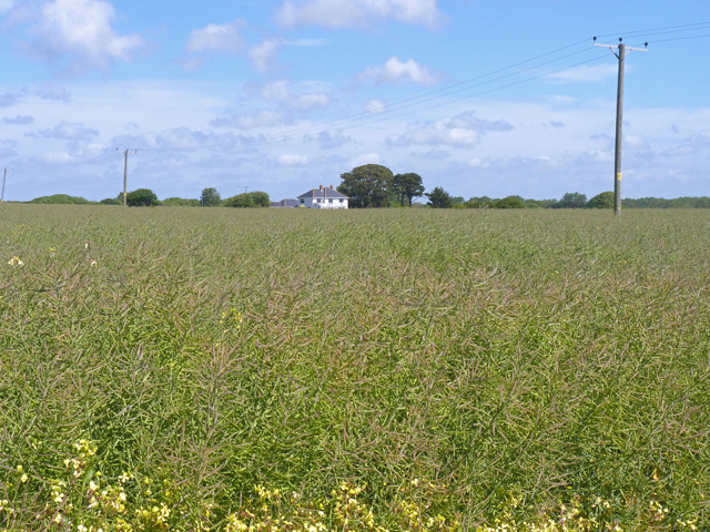 Field With Bean Crops © Mike Smith Geograph Britain And Ireland