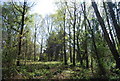 Woodland at Limpsfield Chart