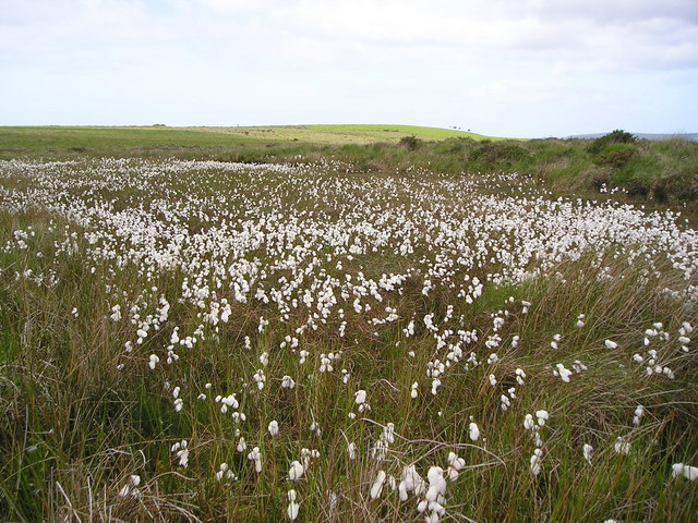 Cotton grass bog