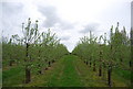 TQ8231 : Apple Orchard by N Chadwick