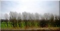 Trees by the East Coast Main Line, Wallsend