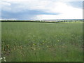 View towards Scotter from Beggar Hill